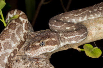 Snakes of Australia (Pythonidae)