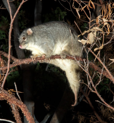 Rock Ringtail Possum