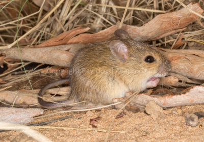 Western Chestnut Mouse