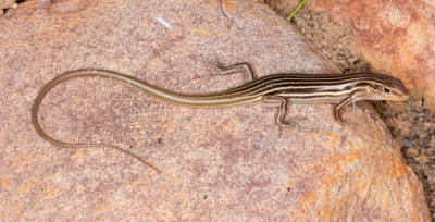 Lizards of Australia (Scincidae)