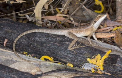 Lophagnathus horneri