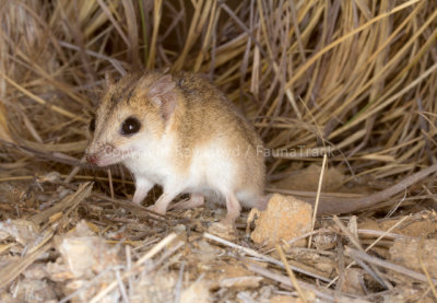 Mammals of Australia (Carnivorous Marsupials)