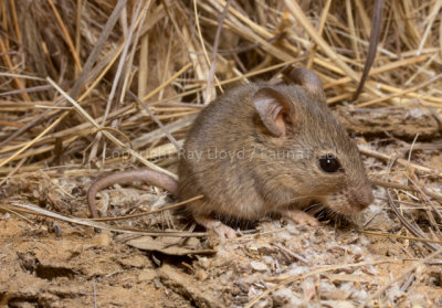 Tropical Short-tailed Mouse