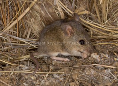Tropical Short-tailed Mouse