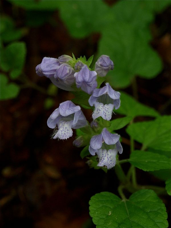 Meehania cordata (Heart-Leaved Meehania)