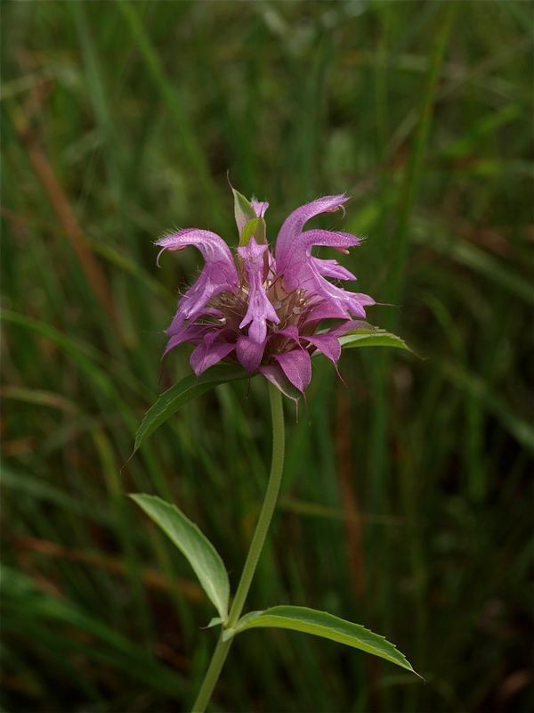 Monarda citriodora (Lemon Bergamot)