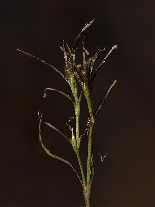 Najas species (Naiad)