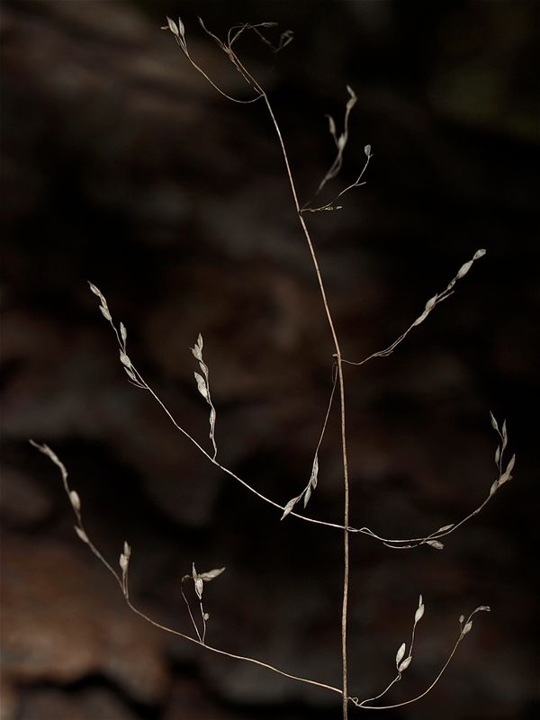 Milium effusum (Wood Millet)