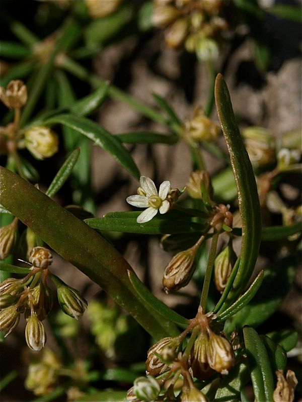 Mollugo verticillata (Green Carpetweed)