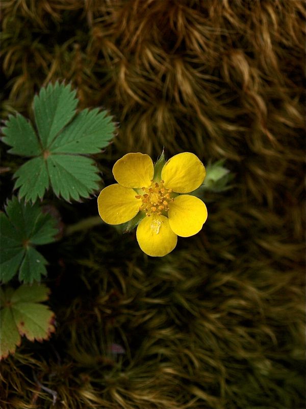 Potentilla canadensis (Dwarf Cinquefoil)