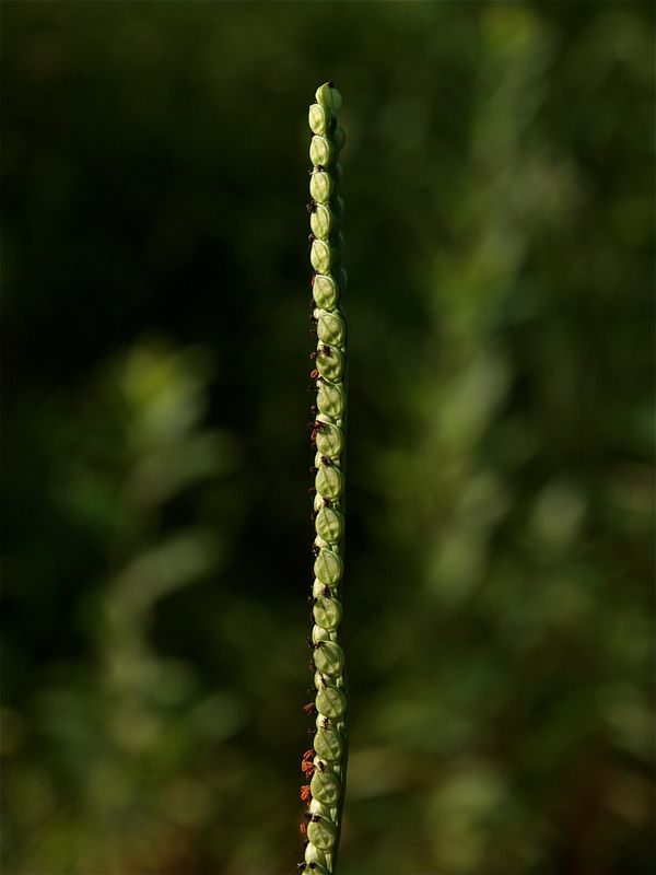 Paspalum laeve (Field Bead Grass)