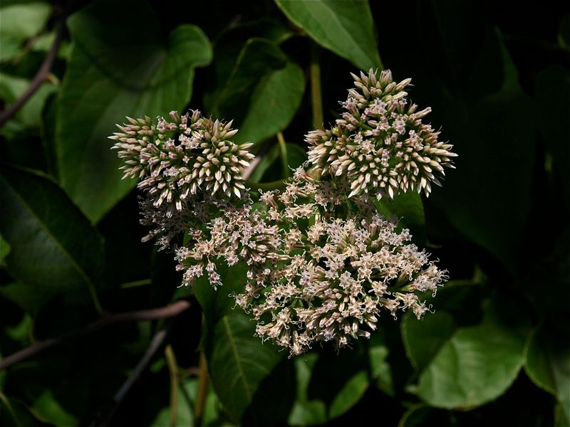 Mikania scandens (Climbing Hempweed)