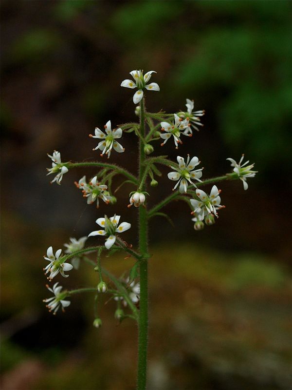 Micranthes micranthidifolia (Lettuce-Leaved Saxifrage)