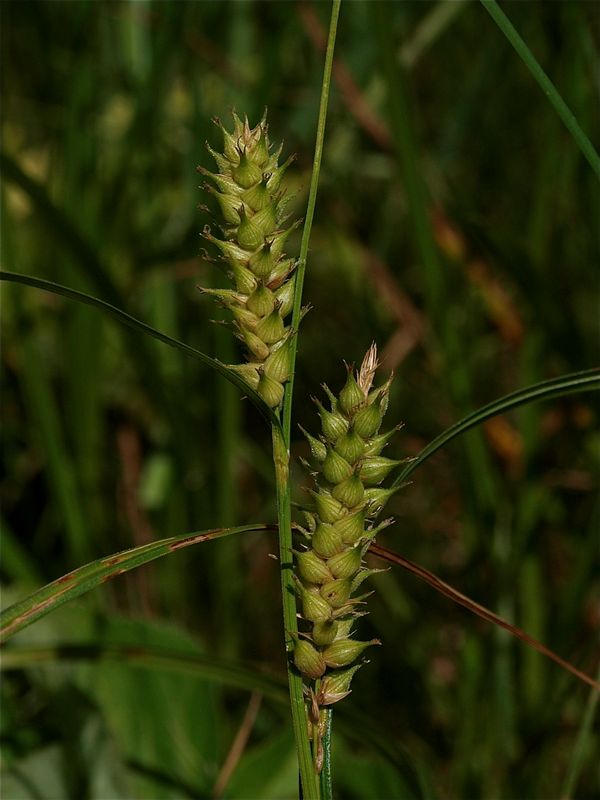 Carex trichocarpa (Hairy-Fruited Sedge)