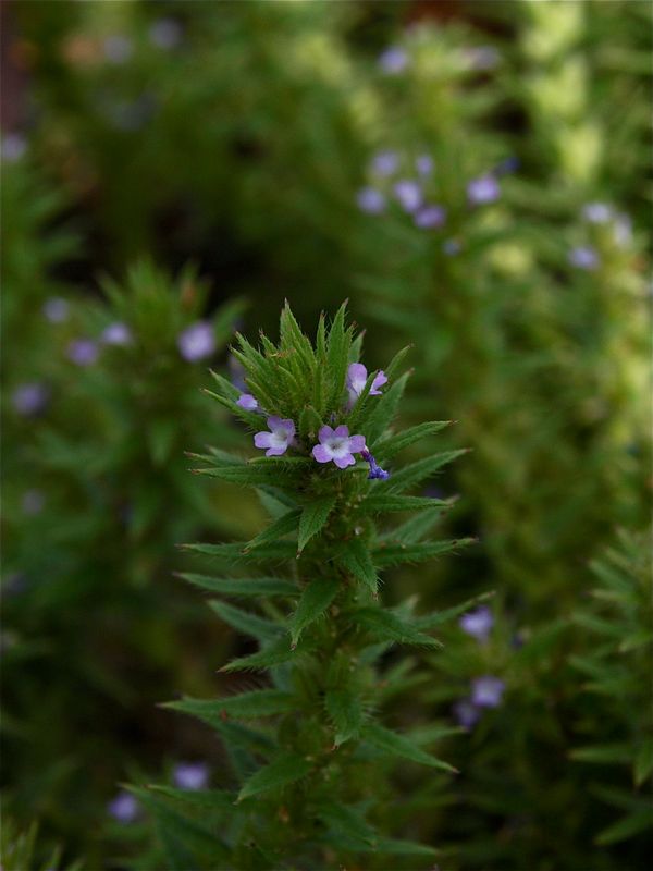 Verbena bracteata (Bracted Vervain)