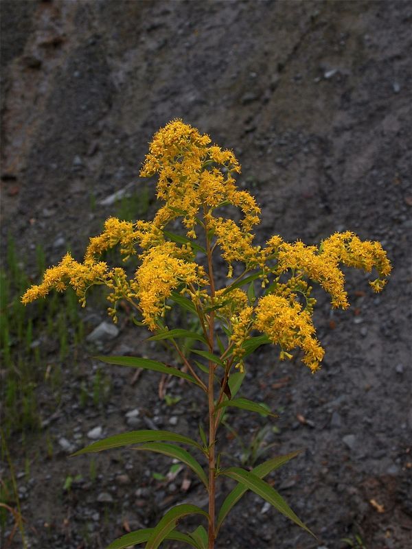 Solidago gigantea (Late Goldenrod)