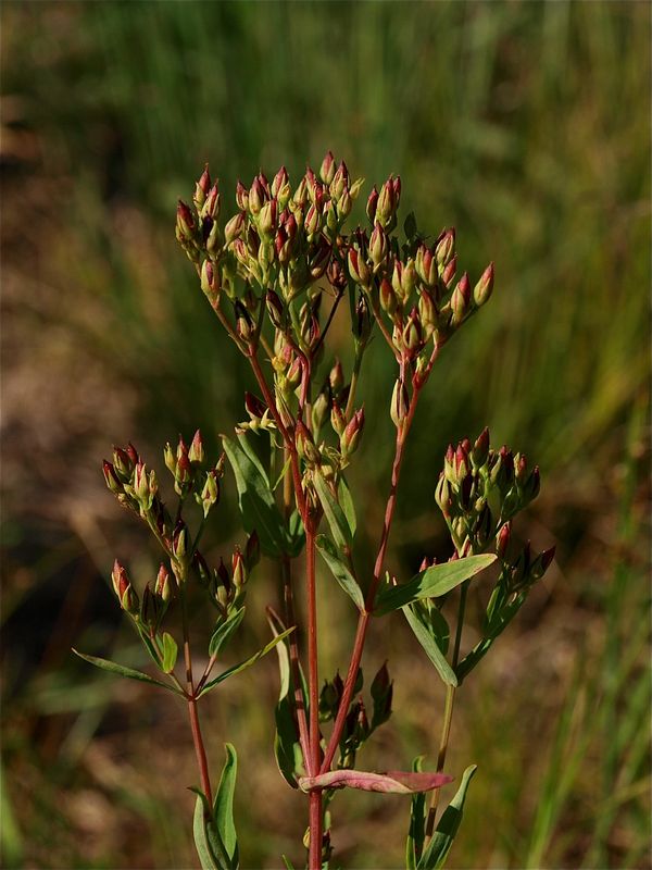 Hypericum majus (Greater Canadian St. Johnswort)