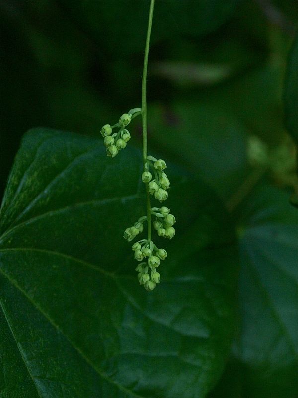 Menispermum canadense (Canada Moonseed)