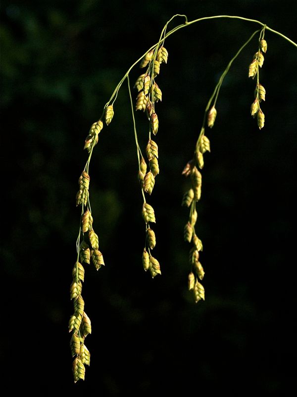 Glyceria canadensis (Rattlesnake Manna Grass)