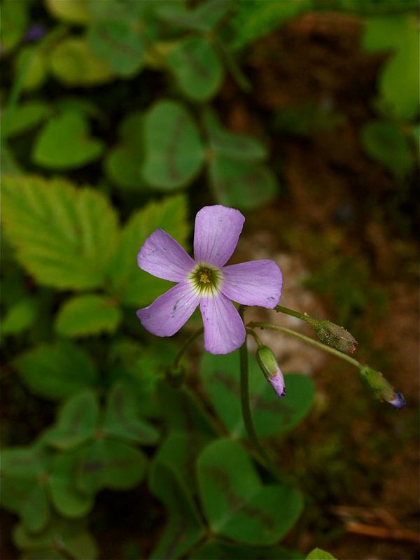 Oxalis violacea (Violet Wood-Sorrel)