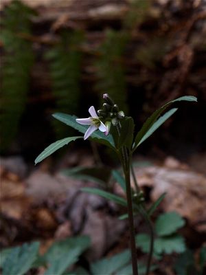 Cardamine angustata (Slender Toothwort)