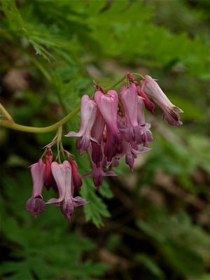 Dicentra eximia (Wild Bleeding-Heart)