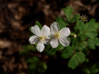 Enemion biternatum (False Rue-Anemone)