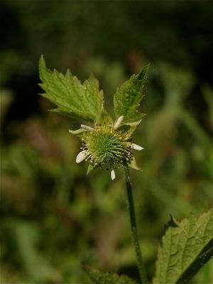 Geum laciniatum (Rough Avens)