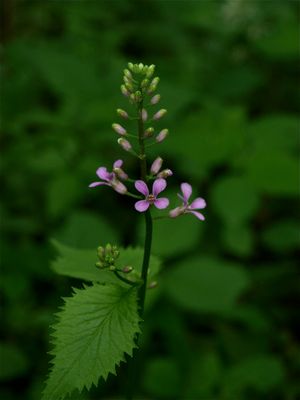 Iodanthus pinnatifidus (Purple Rocket)