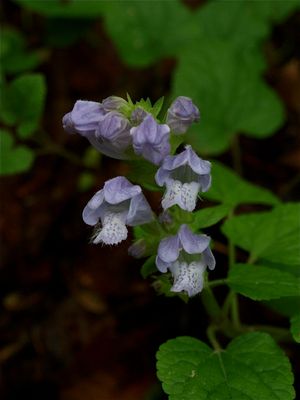 Meehania cordata (Heart-Leaved Meehania)
