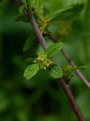 Rhamnus alnifolia (Alder-Leaved Buckthorn)