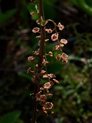 Ribes triste (Swamp Red Currant)