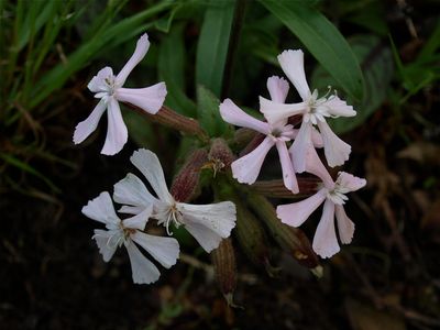 Silene caroliniana (Wild Pink)