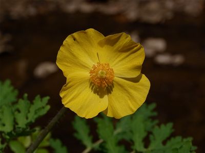 Stylophorum diphyllum (Wood Poppy)