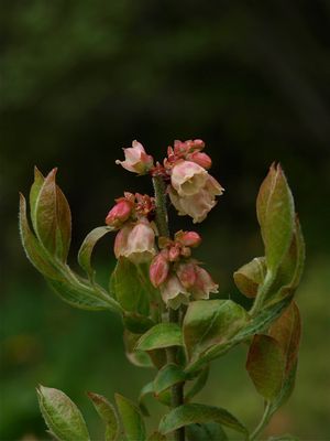 Vaccinium myrtilloides (Velvet-Leaved Blueberry)