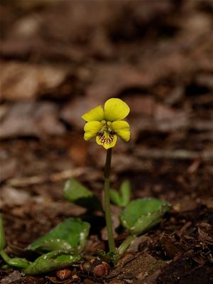 Viola rotundifolia (Round-Leaved Violet)