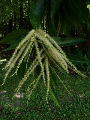 Castanea dentata (American Chestnut)