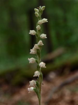 Goodyera tesselata (Checkered Rattlesnake-Plantain)