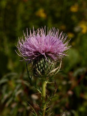 Cirsium discolor (Field Thistle)
