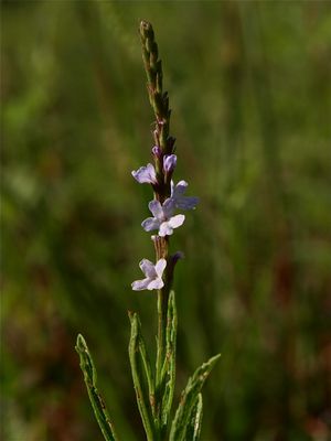 Verbena simplex (Narrow-Leaved Vervain)