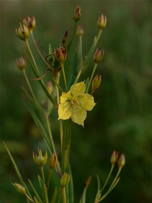 Lysimachia quadriflora (Prairie Loosestrife)