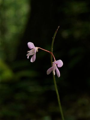 Desmodium nudiflorum (Naked-Flowered Tick-Trefoil)