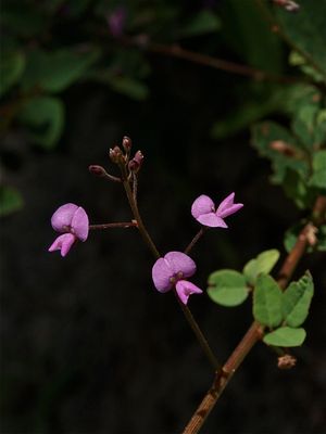 Desmodium marilandicum (Smooth Small-Leaved Tick-Trefoil)