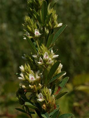 Lespedeza capitata (Round-Headed Bush-Clover)