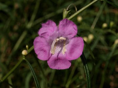 Agalinis purpurea (Large-Flowered Purple False Foxglove)