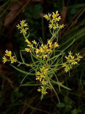 Euthamia caroliniana (Narrow-Leaved Goldenrod)