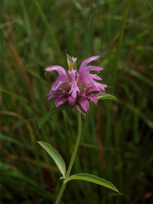 Monarda citriodora (Lemon Bergamot)
