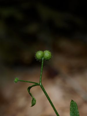 Galium aparine (Cleavers)