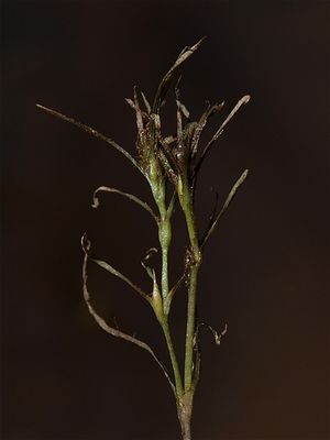 Najas species (Naiad)