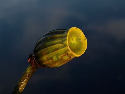Nuphar species (Yellow Pond-Lily)